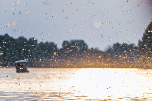 Mayfly swarm maximum